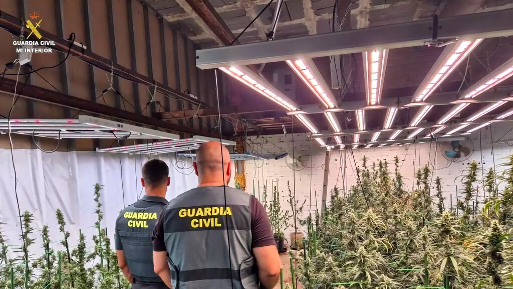 La Guardia Civil detiene a un hombre que alquiló un chalet en Madrid, pinchó la luz y lo convirtió en un indoor con 391 plantas de marihuana