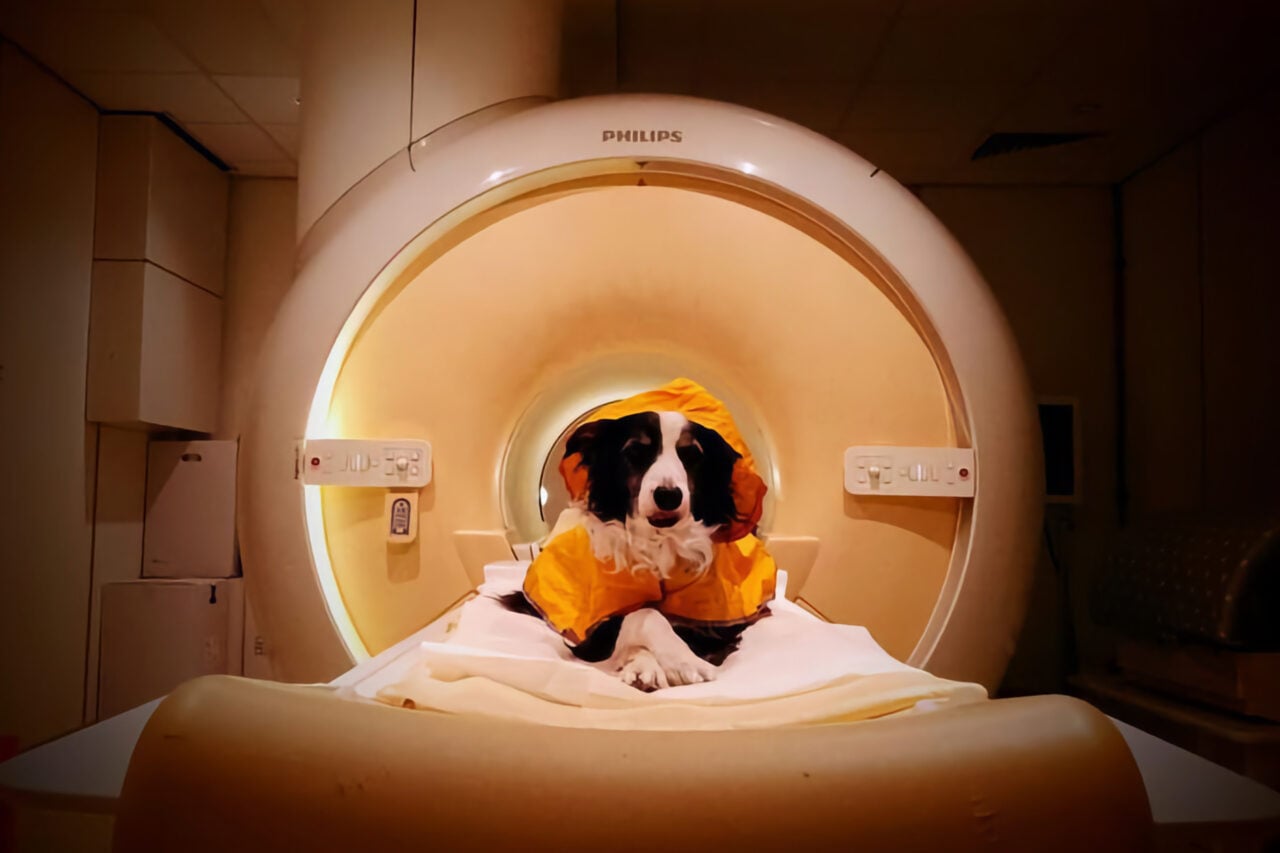 Les chiens lisent vraiment nos têtes