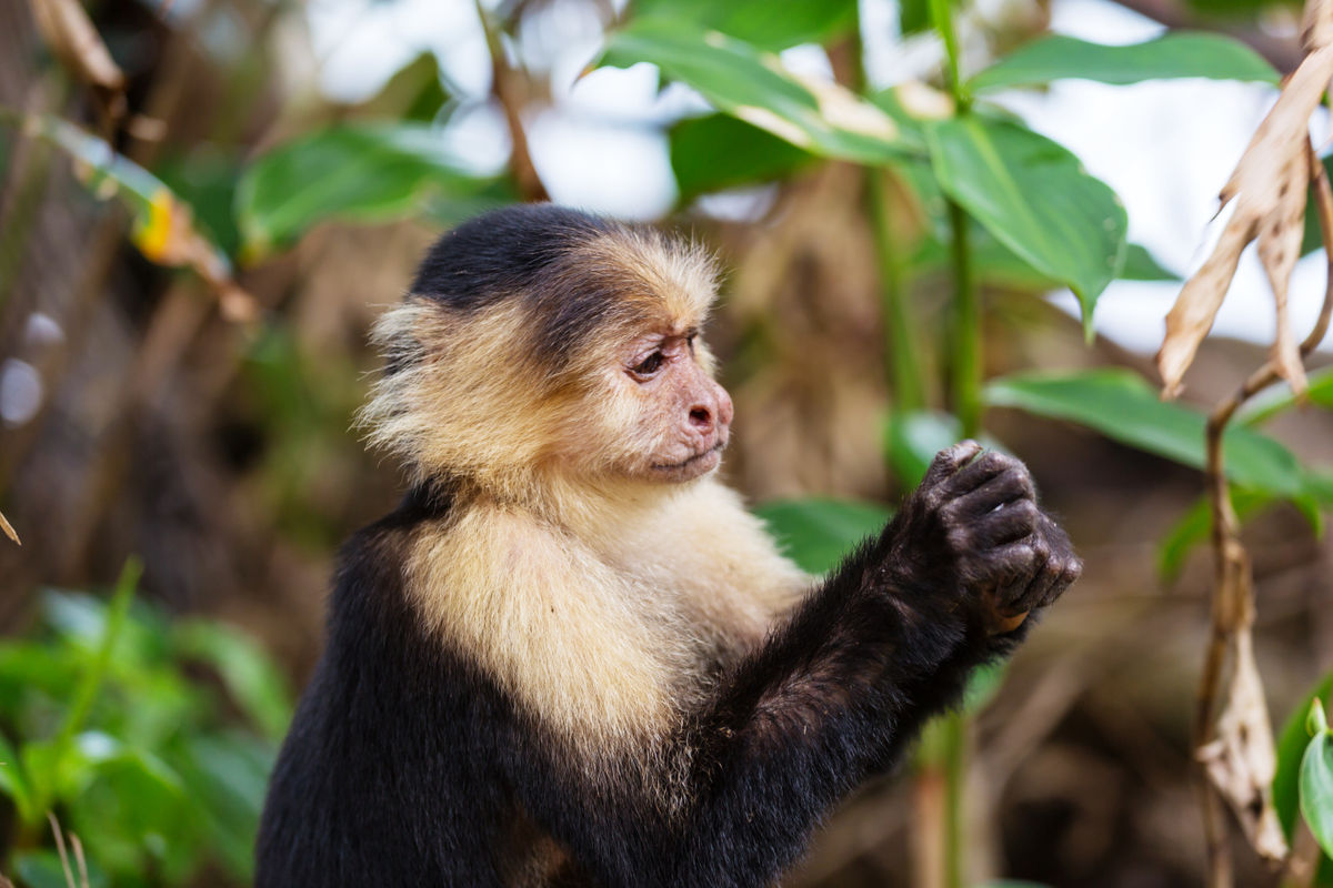 野生のサルが木の実を割るときに「過去に使われた石」を好むことが判明
