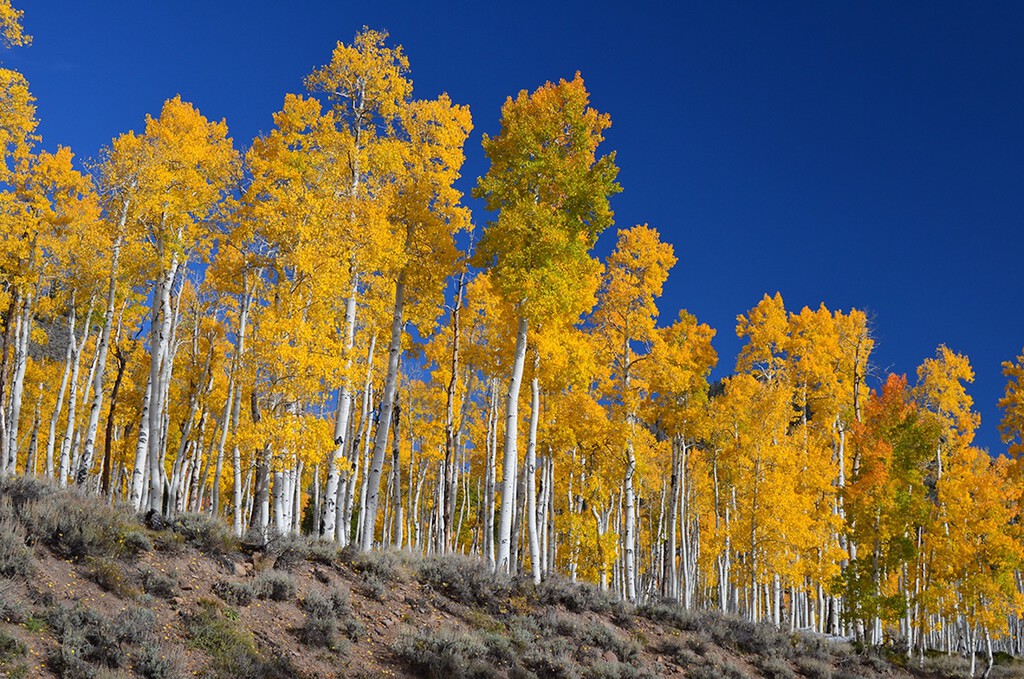 Parecen miles de árboles, pero son un solo ser vivo: el organismo más pesado del mundo está en Utah