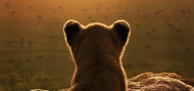 LION, il documentario che racconta quattro anni di vita di un leone arriva su Disney+