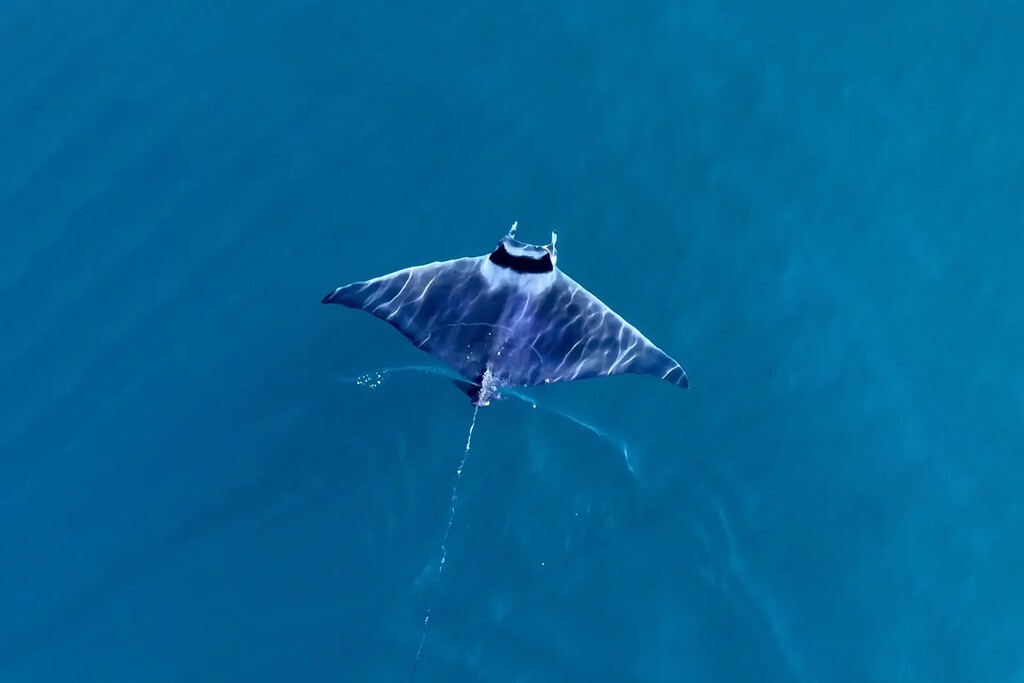 Algo está cambiando en la costa de Granada: cada vez aparecen más ballenas, mantarrayas gigantes y tortugas