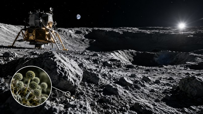 Portiamo vita sulla Luna? Un fungo terrestre può resistere 7 giorni