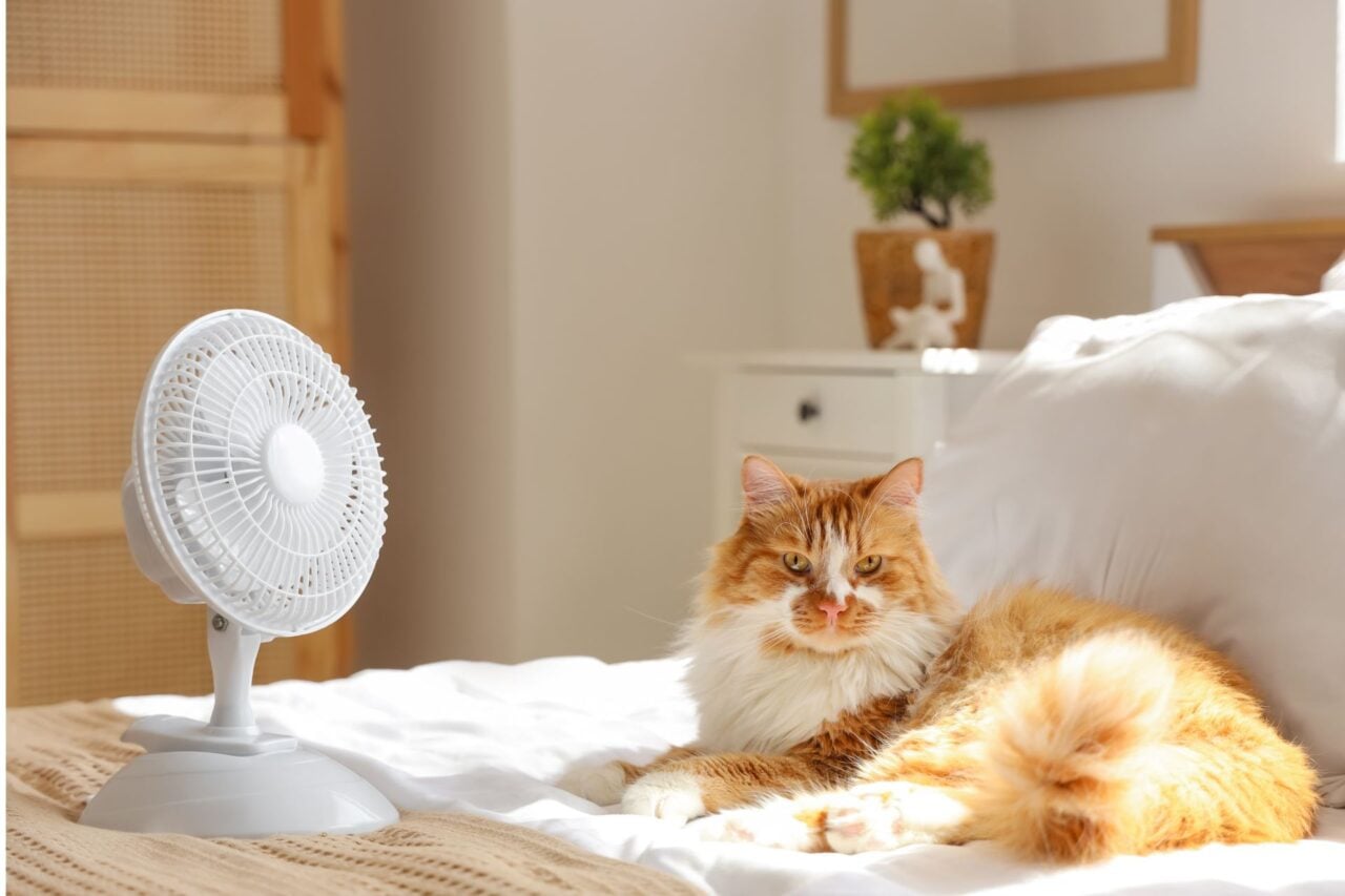 Canicule : transpirer la nuit vous coûte très cher