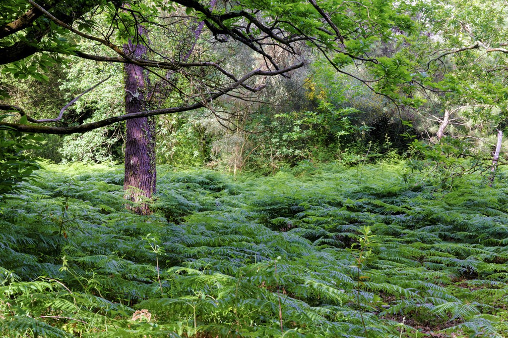 El lugar del mundo con más setas está en Galicia: la isla Cortegada es un paraíso fúngico