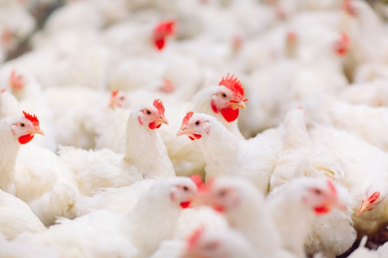 Le poulet industriel serait responsable d’une épidémie de gastro-entérites