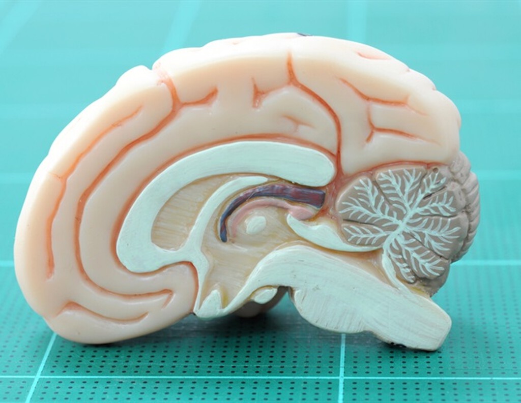 La ciencia encontró que el trauma infantil está relacionado cerebros de adultos anhedónicos, y 17 años después sabemos algo más